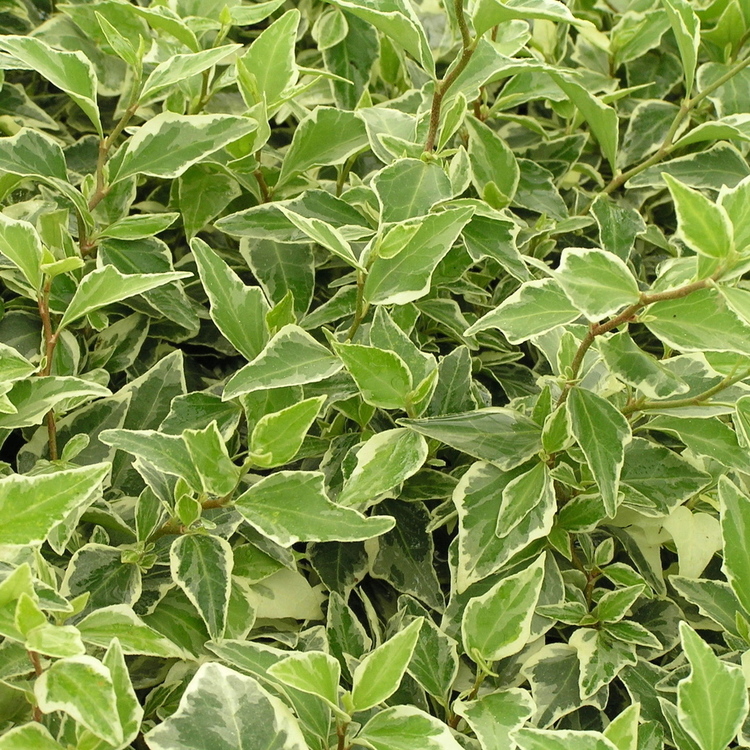 HEDERA Helix Little Diamond