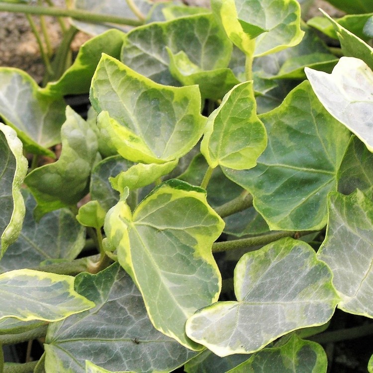 HEDERA Helix Sulfurea Clone Savy
