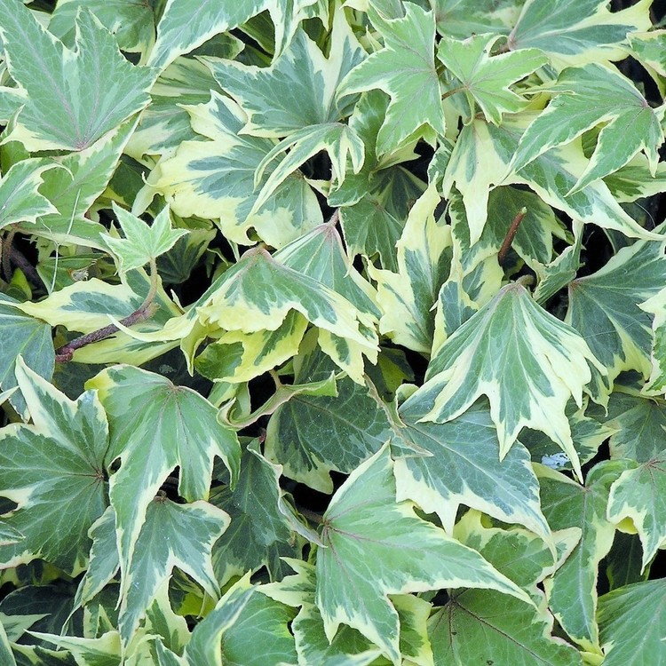HEDERA Helix Yellow Ripple