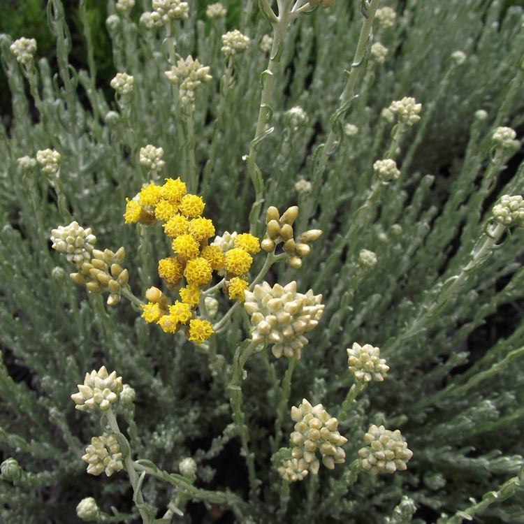 HELICHRYSUM Italicum Microphyllum