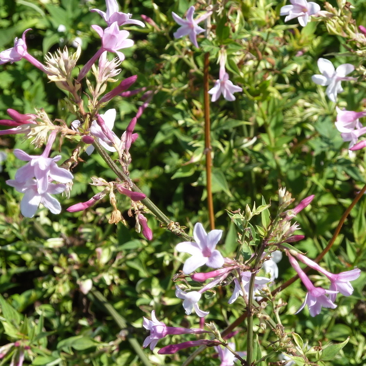 JASMINUM Stephanensis