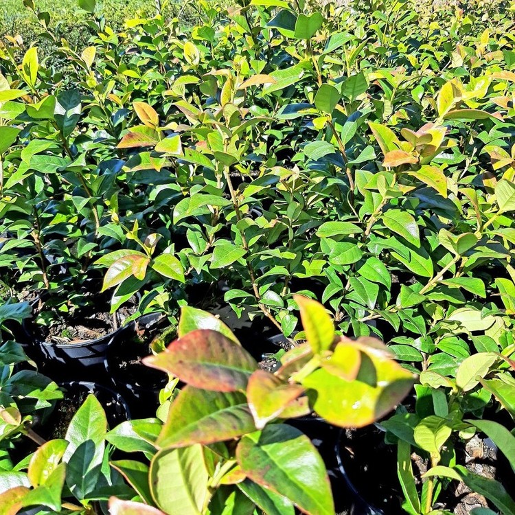 TRACHELOSPERNUM Jasminoides
