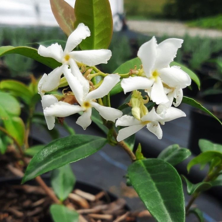 TRACHELOSPERNUM Jasminoides