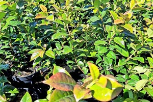 TRACHELOSPERNUM Jasminoides