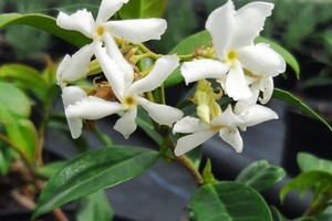 TRACHELOSPERNUM Jasminoides