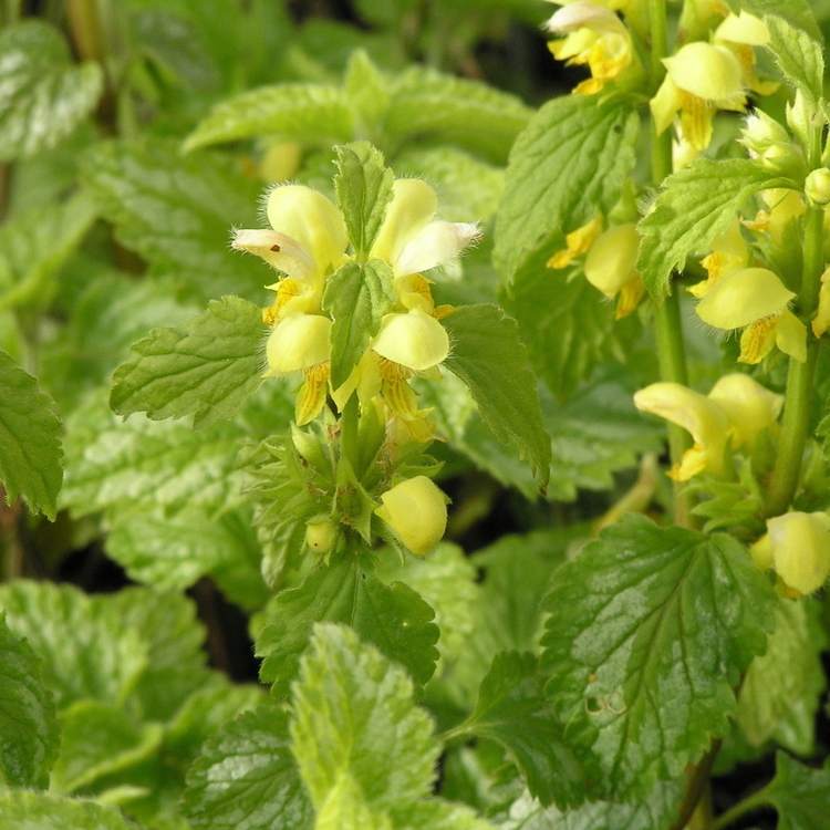 LAMIUM Galeobdolon Florentinum
