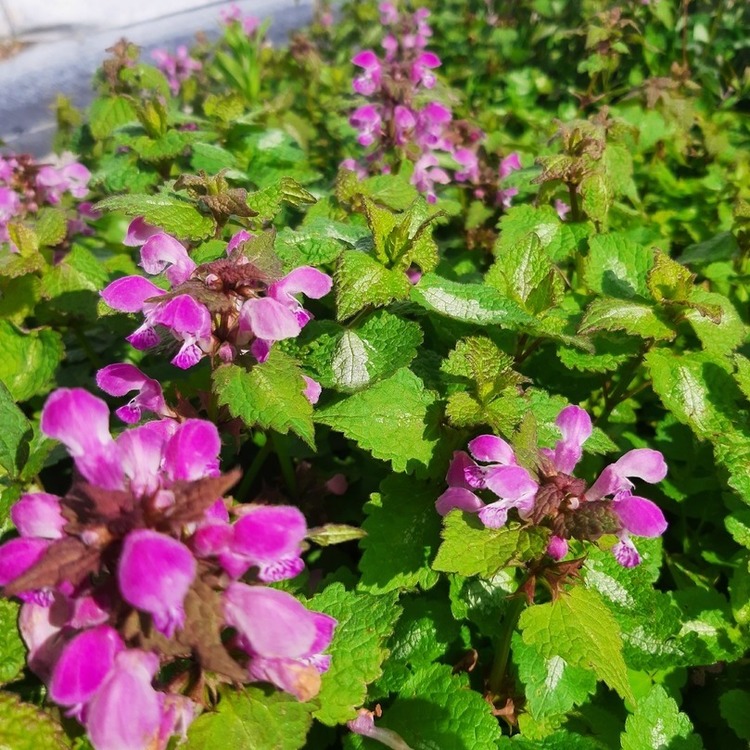LAMIUM Maculatum Chequer's
