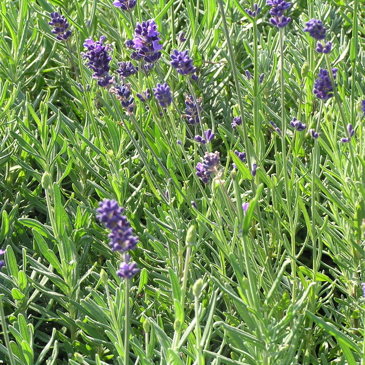 LAVANDE Angustifolia Dwarf Blue