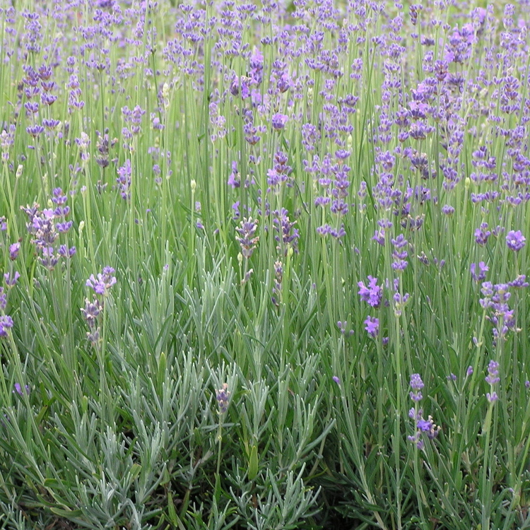 LAVANDULA Dutch Lavander