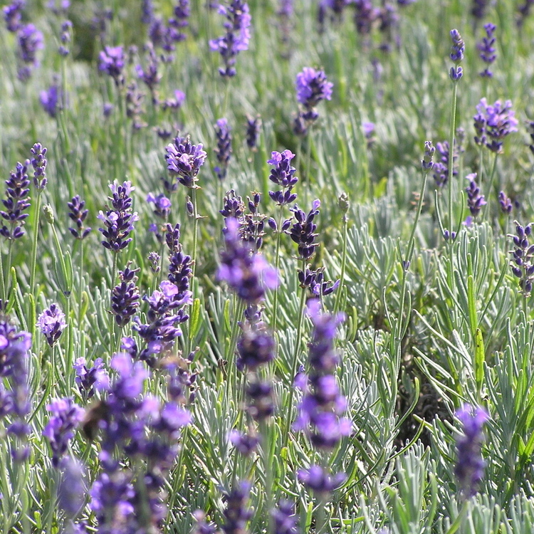 LAVANDULA Hidcote Blue
