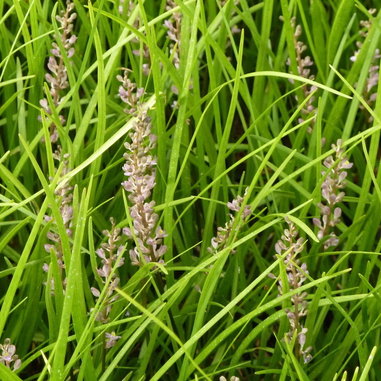 LIRIOPE Spicata