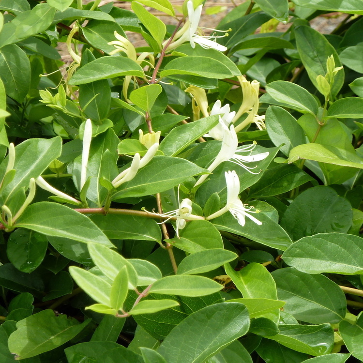 LONICERA Acuminata Darts World