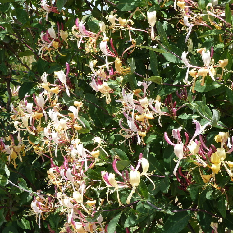 LONICERA Peryclenum Serrotina