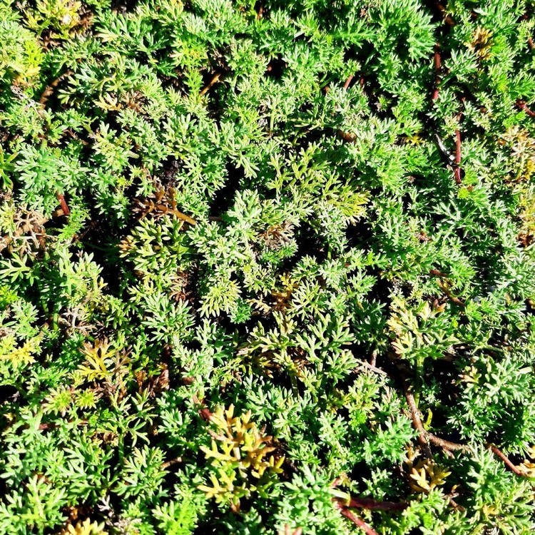 MATRICARIA Tchihatchewii