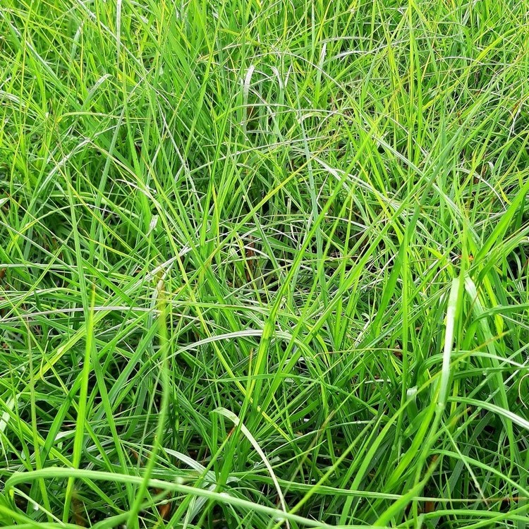 MISCANTHUS Sinensis Adagio