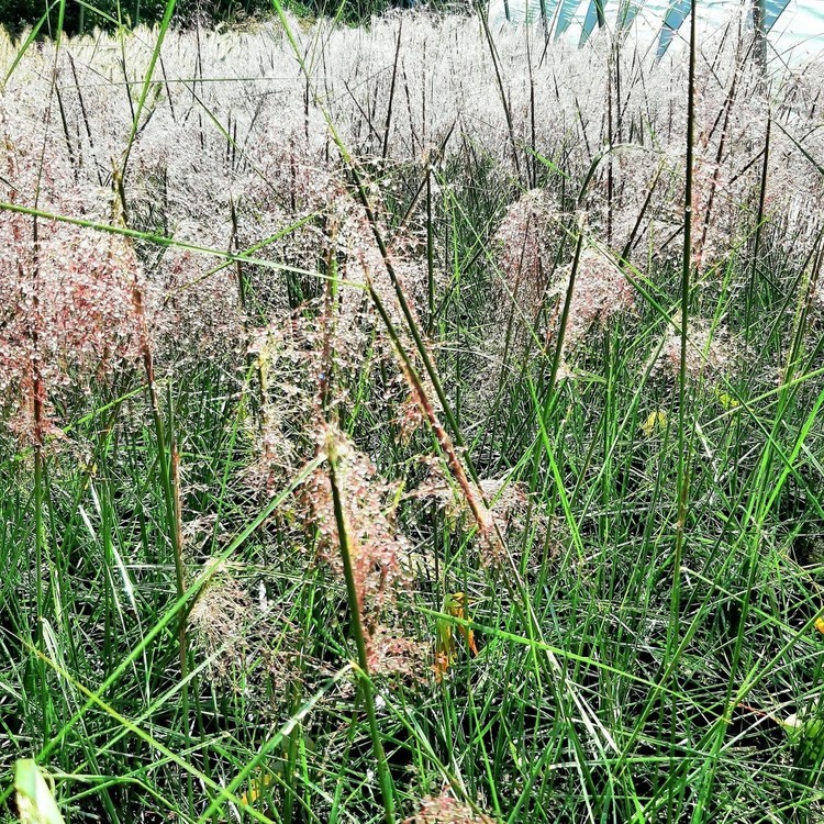 MUHLENBERGIA Cappilaris
