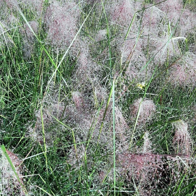 MUHLENBERGIA Cappilaris