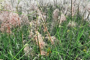 MUHLENBERGIA Cappilaris