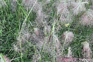 MUHLENBERGIA Cappilaris