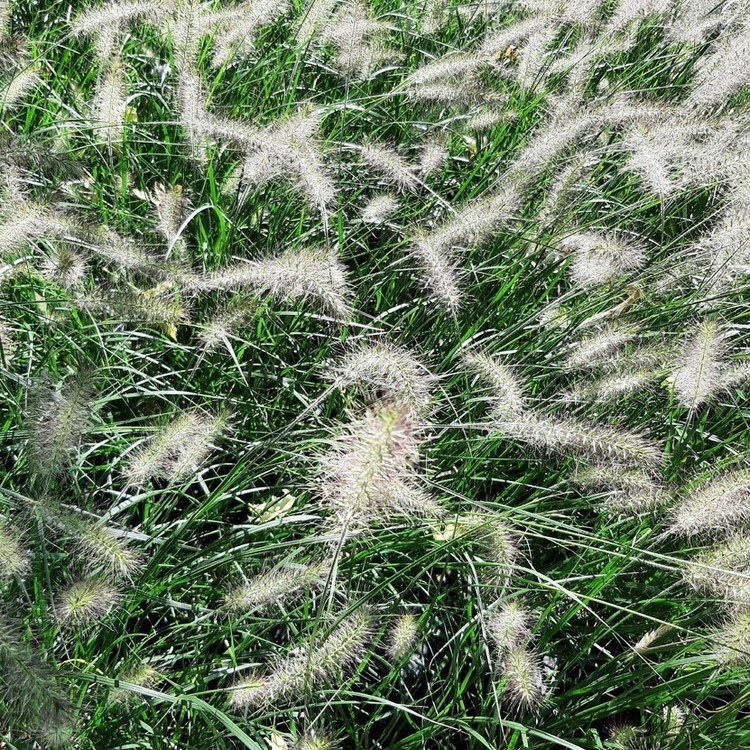 PENNISTETUM Alopecuroides Hameln