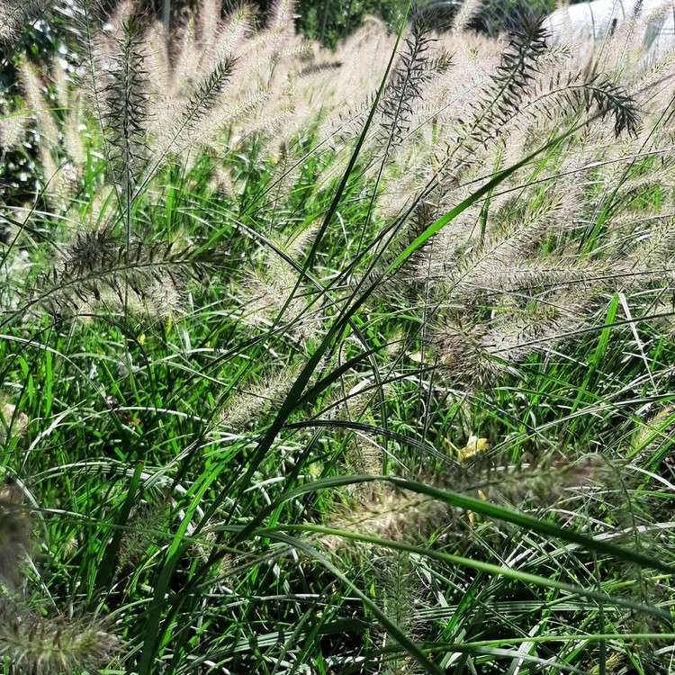 PENNISTETUM Alopecuroides Hameln