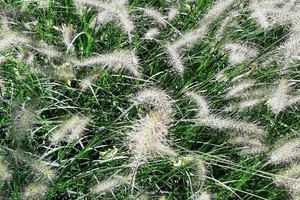PENNISTETUM Alopecuroides Hameln