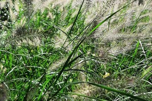PENNISTETUM Alopecuroides Hameln