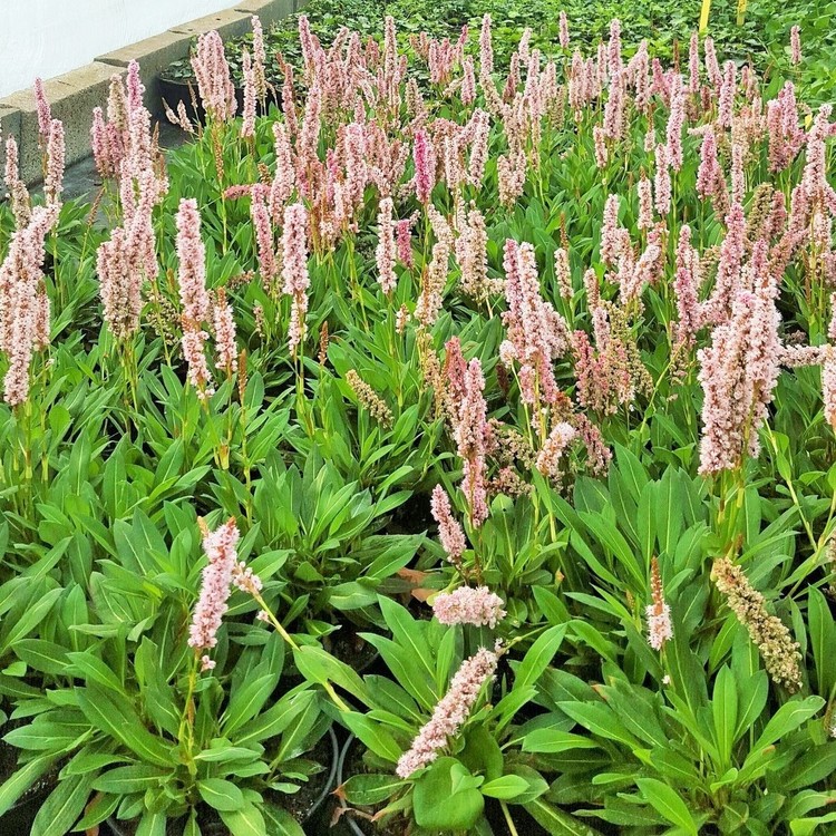 POLYGONUM Affine Darjeeling Red