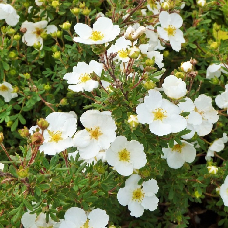 POTENTILLA Fruticosa Abbostwood