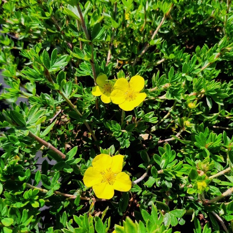 POTENTILLA Fruticosa Arbusculea