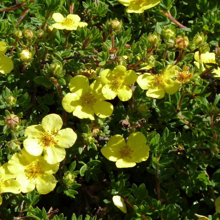 POTENTILLA Fruticosa Goldfinger