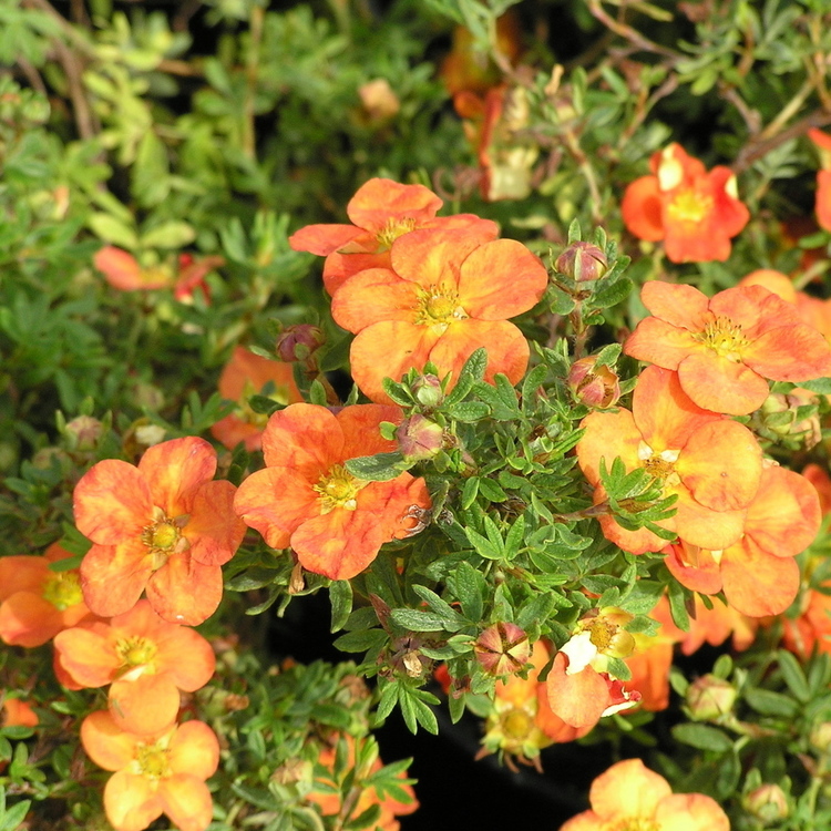 POTENTILLA Fruticosa Orange Hopley