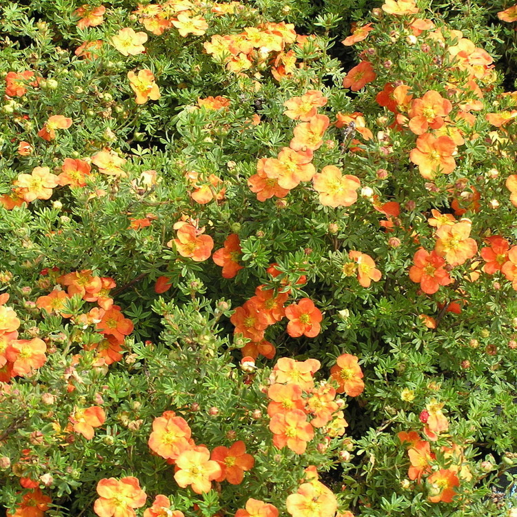 POTENTILLA Fruticosa Red Ace