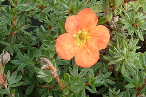 POTENTILLA Fruticosa Red Ace