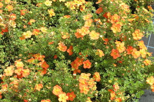 POTENTILLA Fruticosa Red Ace