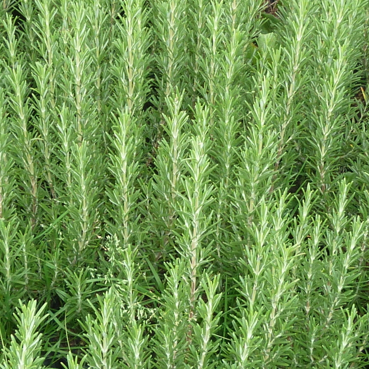 ROSMARINUS Officinalis