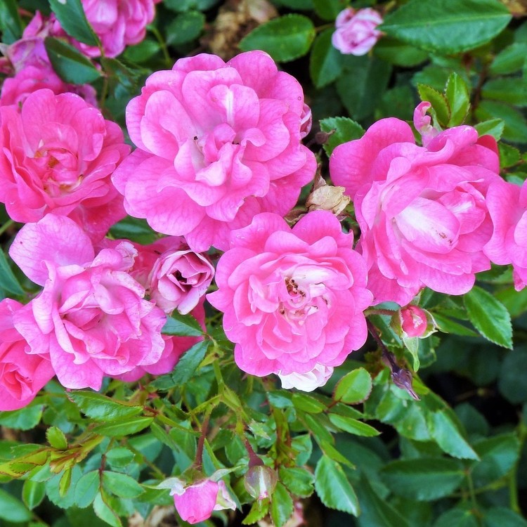 ROSA The Fairy Rose