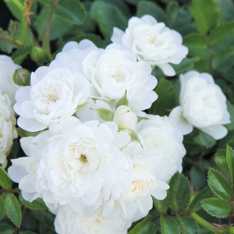 ROSA The Fairy Sea Foam