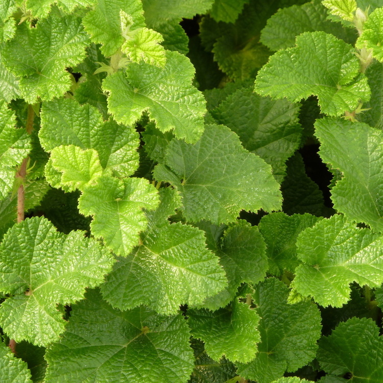 RUBUS Betty Asburner