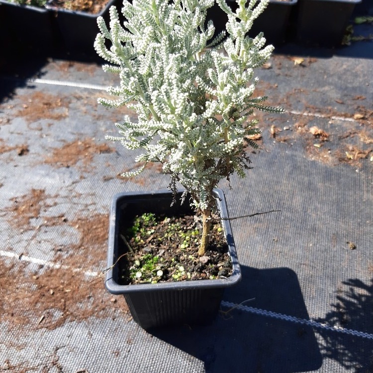 SANTOLINA Chamaecypressus