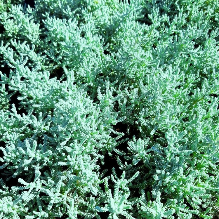 SANTOLINA Chamaecypressus