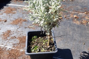 SANTOLINA Chamaecypressus