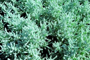 SANTOLINA Chamaecypressus