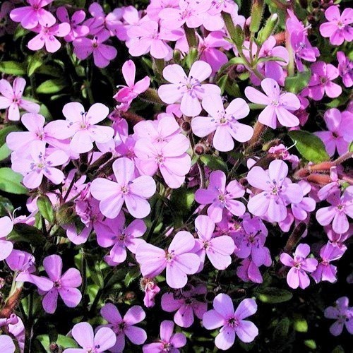 SAPONARIA Ocymoides