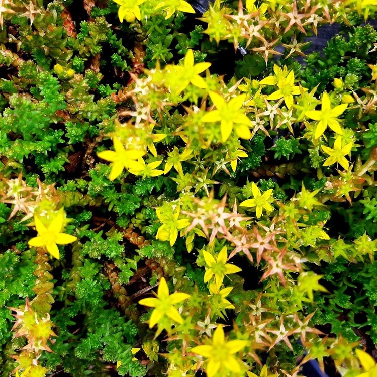 SEDUM Acre