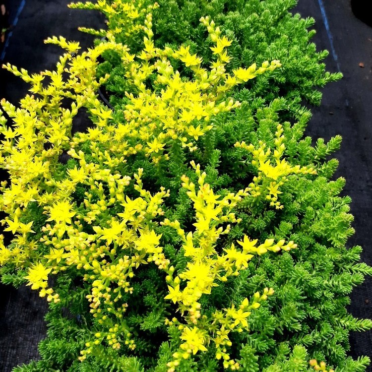 SEDUM Sexangular