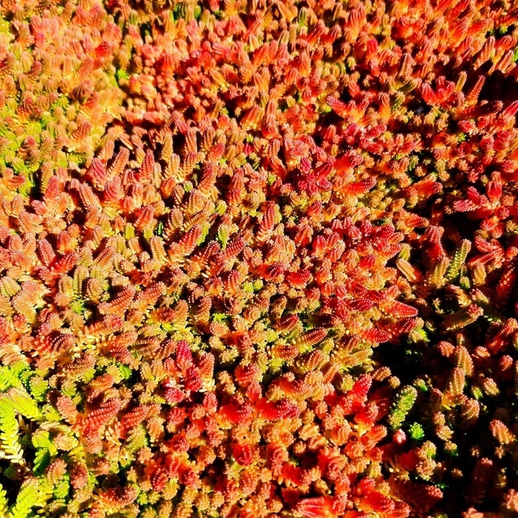 SEDUM Sexangular