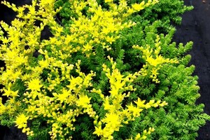 SEDUM Sexangular