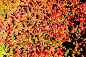 SEDUM Sexangular
