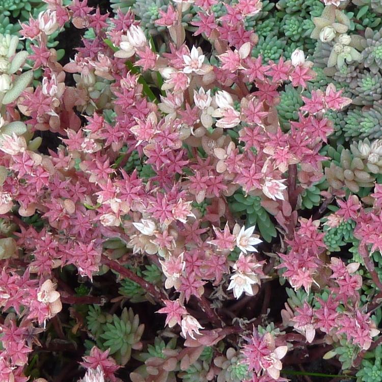 SEDUM Neuvii Silver Frost